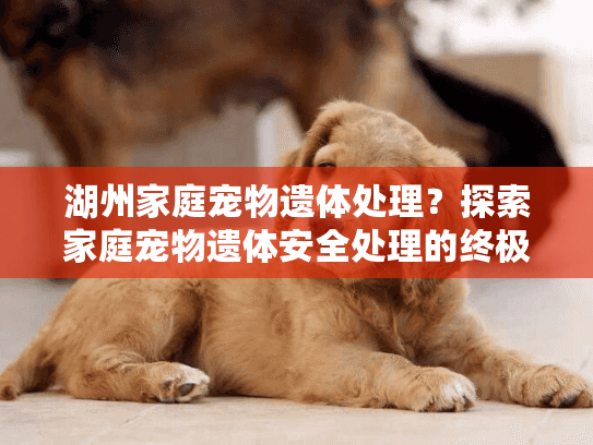 湖州家庭宠物遗体处理？探索家庭宠物遗体安全处理的终极指南