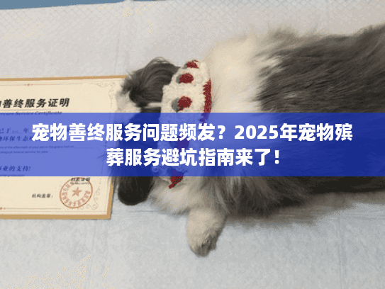 宠物善终服务问题频发？2025年宠物殡葬服务避坑指南来了！