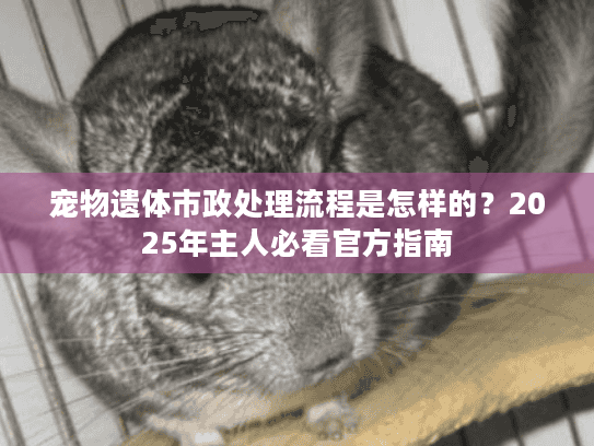宠物遗体市政处理流程是怎样的？2025年主人必看官方指南