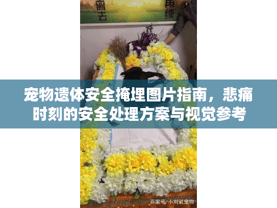 宠物遗体安全掩埋图片指南，悲痛时刻的安全处理方案与视觉参考