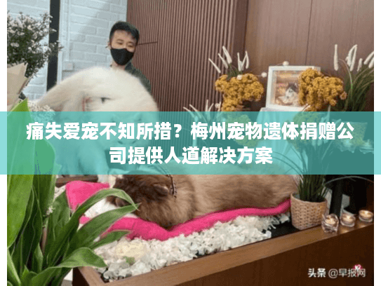 痛失爱宠不知所措？梅州宠物遗体捐赠公司提供人道解决方案