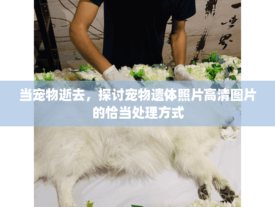 当宠物逝去，探讨宠物遗体照片高清图片的恰当处理方式