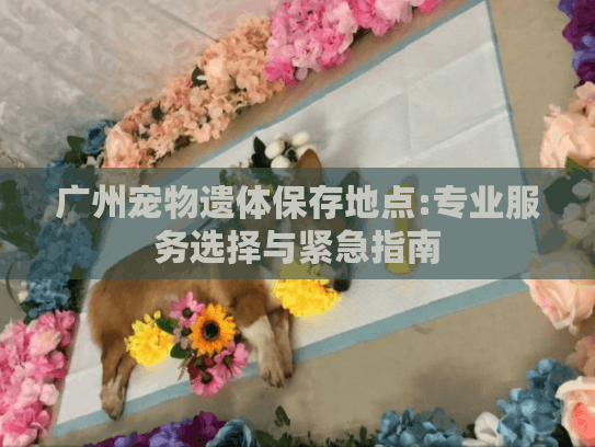 广州宠物遗体保存地点:专业服务选择与紧急指南