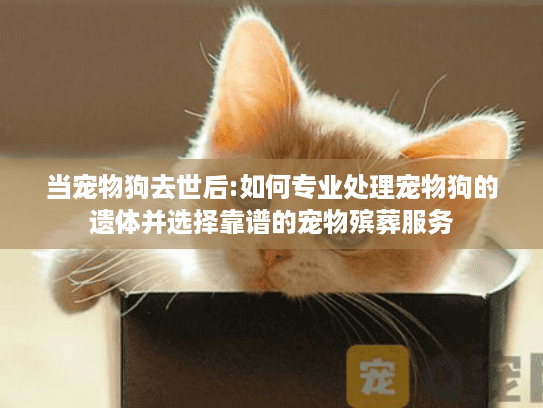 当宠物狗去世后:如何专业处理宠物狗的遗体并选择靠谱的宠物殡葬服务