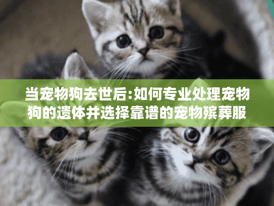当宠物狗去世后:如何专业处理宠物狗的遗体并选择靠谱的宠物殡葬服务