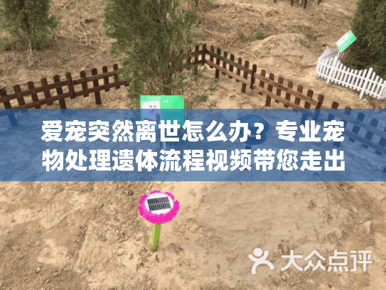 爱宠突然离世怎么办？专业宠物处理遗体流程视频带您走出迷茫