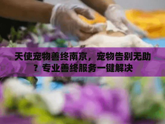 天使宠物善终南京，宠物告别无助？专业善终服务一键解决