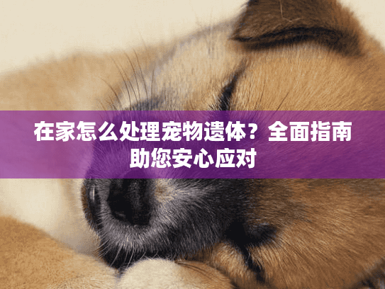 在家怎么处理宠物遗体？全面指南助您安心应对