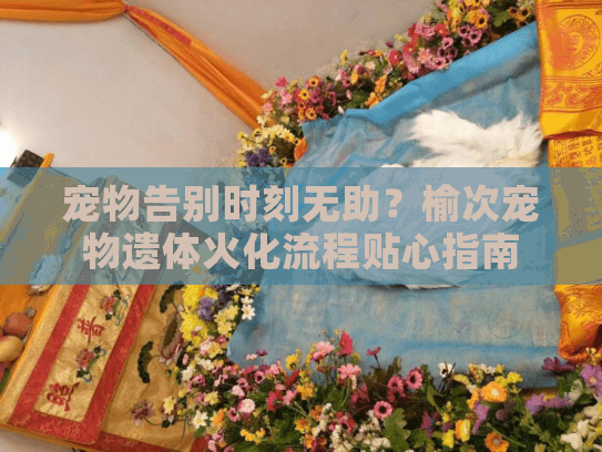 宠物告别时刻无助？榆次宠物遗体火化流程贴心指南