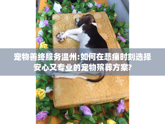 宠物善终服务温州:如何在悲痛时刻选择安心又专业的宠物殡葬方案?