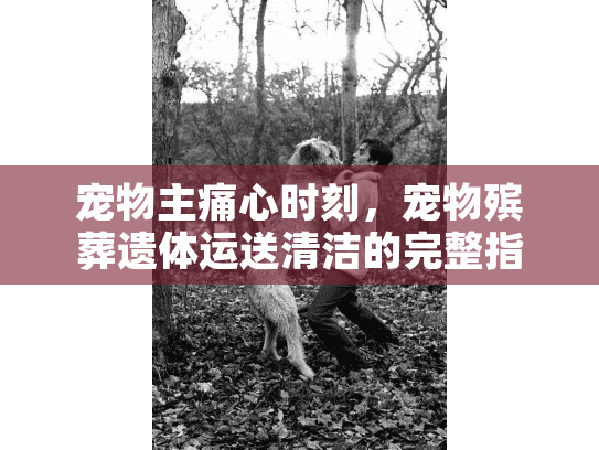 宠物主痛心时刻，宠物殡葬遗体运送清洁的完整指南