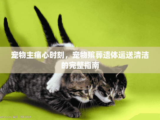 宠物主痛心时刻，宠物殡葬遗体运送清洁的完整指南