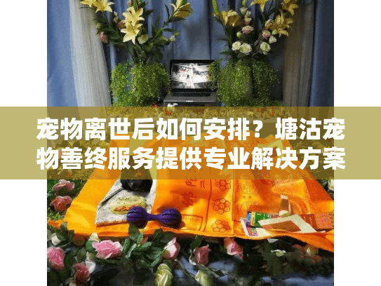 宠物离世后如何安排？塘沽宠物善终服务提供专业解决方案