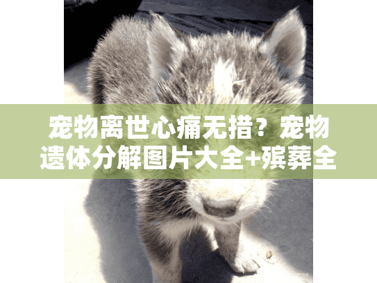 宠物离世心痛无措？宠物遗体分解图片大全+殡葬全过程图解安心送别