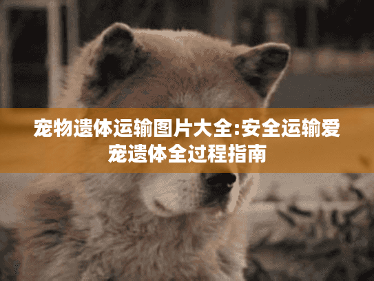 宠物遗体运输图片大全:安全运输爱宠遗体全过程指南
