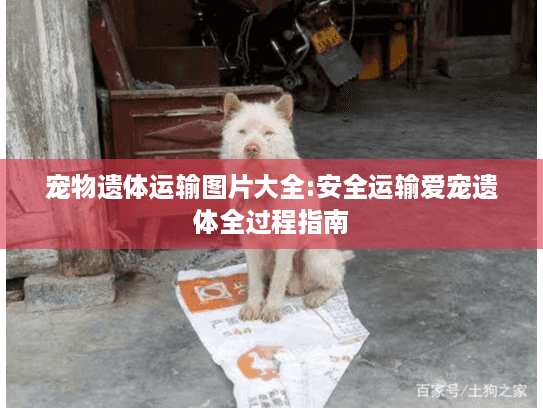 宠物遗体运输图片大全:安全运输爱宠遗体全过程指南