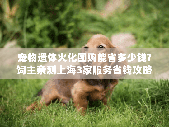 宠物遗体火化团购能省多少钱?饲主亲测上海3家服务省钱攻略