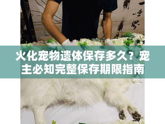 火化宠物遗体保存多久？宠主必知完整保存期限指南