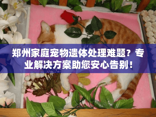 郑州家庭宠物遗体处理难题？专业解决方案助您安心告别！