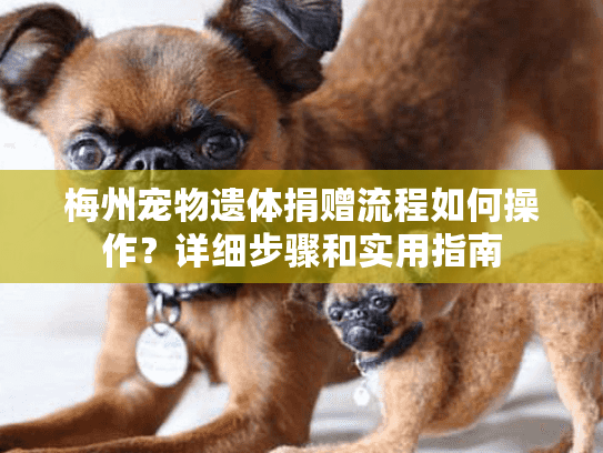 梅州宠物遗体捐赠流程如何操作？详细步骤和实用指南