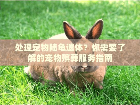 处理宠物陆龟遗体？你需要了解的宠物殡葬服务指南