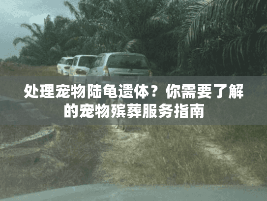 处理宠物陆龟遗体？你需要了解的宠物殡葬服务指南
