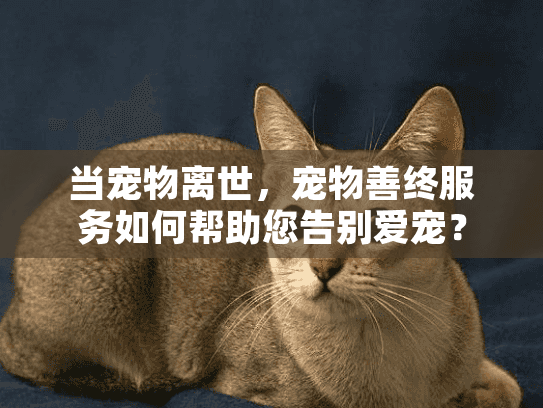 当宠物离世，宠物善终服务如何帮助您告别爱宠？