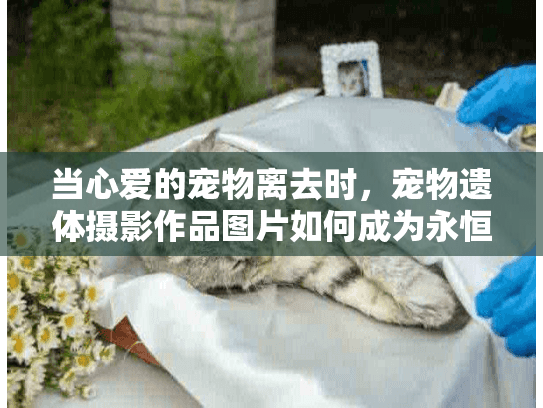 当心爱的宠物离去时，宠物遗体摄影作品图片如何成为永恒的纪念？