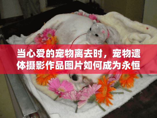 当心爱的宠物离去时，宠物遗体摄影作品图片如何成为永恒的纪念？