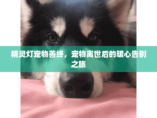 精灵灯宠物善终，宠物离世后的暖心告别之旅