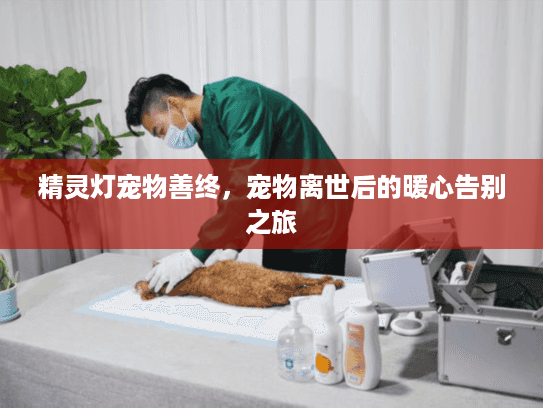 精灵灯宠物善终,宠物离世后的暖心告别之旅