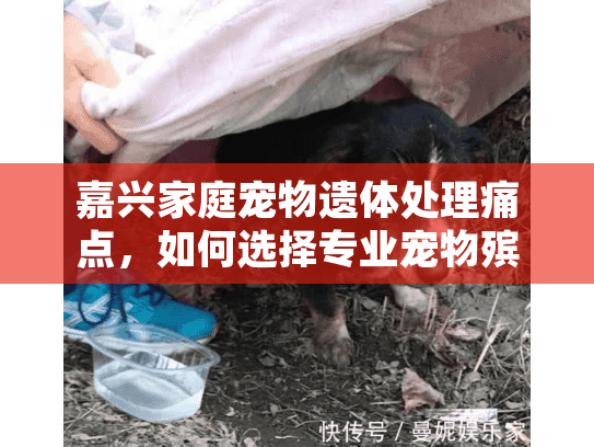 嘉兴家庭宠物遗体处理痛点，如何选择专业宠物殡葬服务？