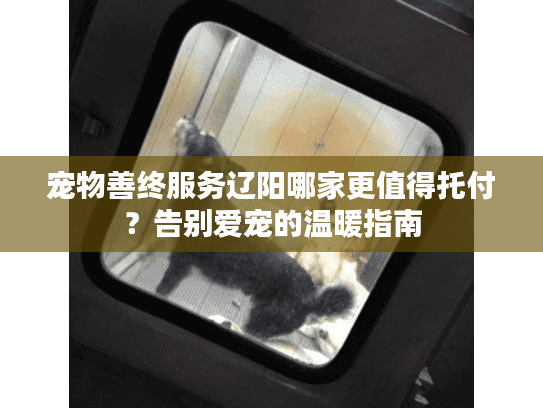 宠物善终服务辽阳哪家更值得托付？告别爱宠的温暖指南