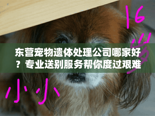 东营宠物遗体处理公司哪家好？专业送别服务帮你度过艰难时刻