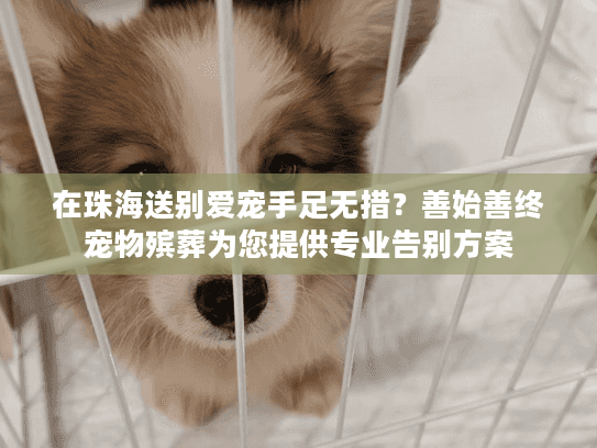 在珠海送别爱宠手足无措？善始善终宠物殡葬为您提供专业告别方案
