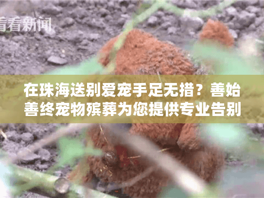 在珠海送别爱宠手足无措？善始善终宠物殡葬为您提供专业告别方案