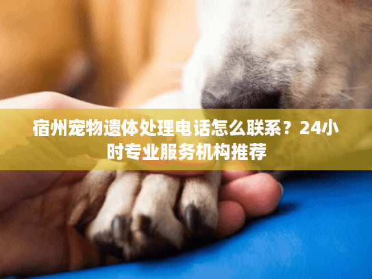 宿州宠物遗体处理电话怎么联系？24小时专业服务机构推荐
