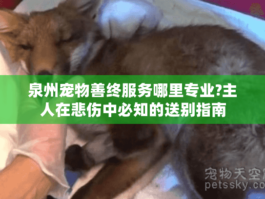 泉州宠物善终服务哪里专业?主人在悲伤中必知的送别指南