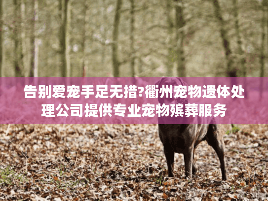 告别爱宠手足无措?衢州宠物遗体处理公司提供专业宠物殡葬服务