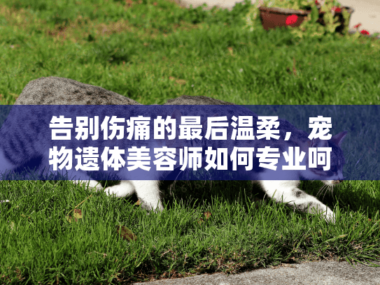 告别伤痛的最后温柔,宠物遗体美容师如何专业呵护爱宠尊严 告别伤痛的最后温柔,宠物遗体美容师如何专业呵护爱宠尊严