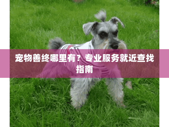 宠物善终哪里有？专业服务就近查找指南