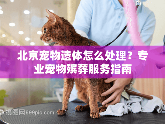 北京宠物遗体怎么处理？专业宠物殡葬服务指南