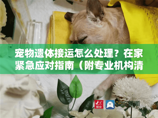 宠物遗体接运怎么处理？在家紧急应对指南（附专业机构清单）
