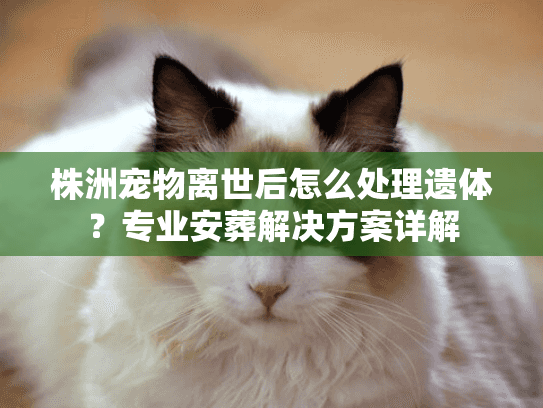 株洲宠物离世后怎么处理遗体？专业安葬解决方案详解