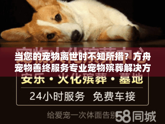 当您的宠物离世时不知所措？方舟宠物善终服务专业宠物殡葬解决方案