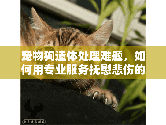 宠物狗遗体处理难题，如何用专业服务抚慰悲伤的心灵？