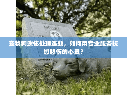 宠物狗遗体处理难题，如何用专业服务抚慰悲伤的心灵？