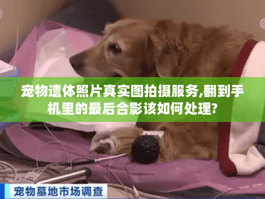 宠物遗体照片真实图拍摄服务,翻到手机里的最后合影该如何处理?