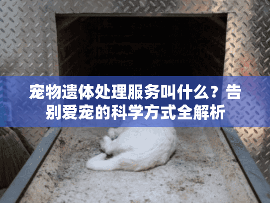 宠物遗体处理服务叫什么？告别爱宠的科学方式全解析
