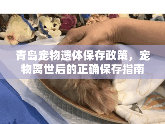 青岛宠物遗体保存政策，宠物离世后的正确保存指南
